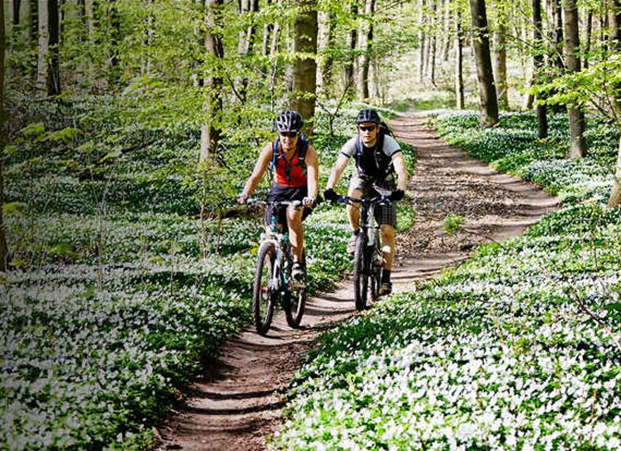 Bikers riding on a path in the woods